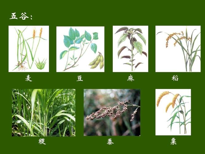 豆类古称“菽”:五谷之中的传统食物解析