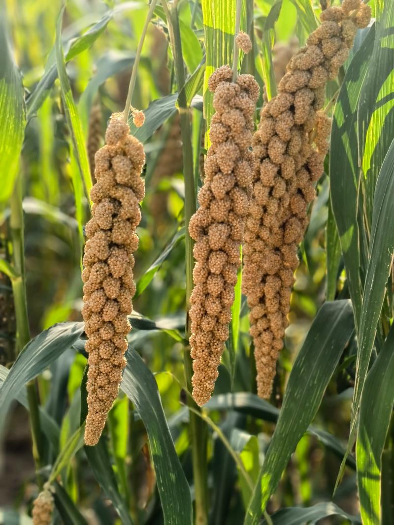 豆类古称“菽”:五谷之中的传统食物解析