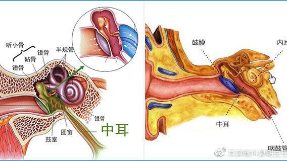 耳朵医生提示:常见耳科疾病的症状、诊断与治疗