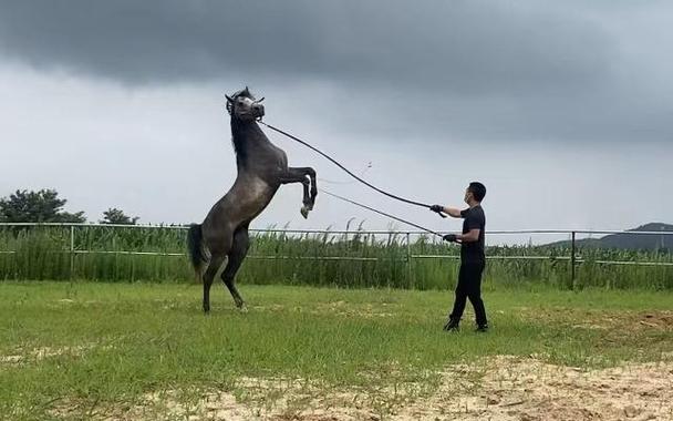 训马师是做什么的?新手训马入门必看!