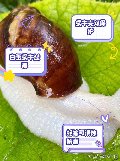 蜗牛透视好用吗?用户真实反馈与评价!