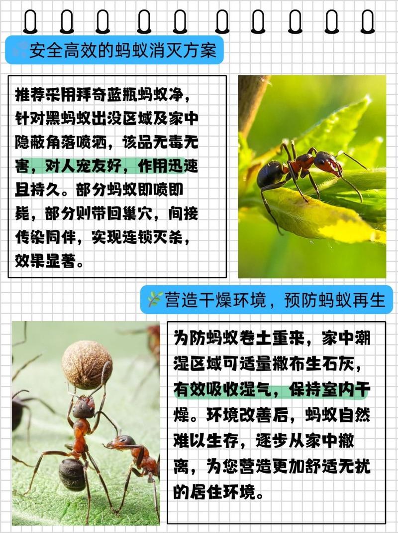 突然火起来的蚂蚁牙黑,究竟是什么意思?