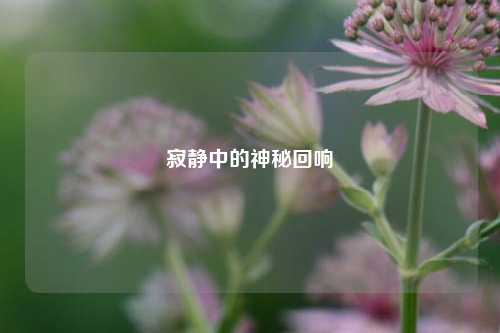 寂静中的神秘回响