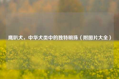 鹰叭犬,中华犬类中的独特明珠(附图片大全)
