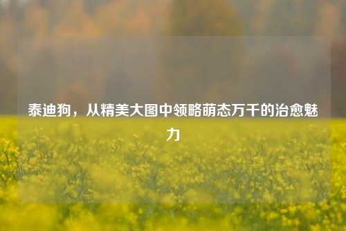 泰迪狗，从精美大图中领略萌态万千的治愈魅力