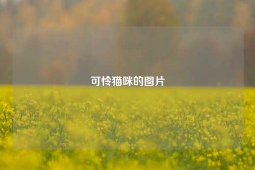 可怜猫咪的图片