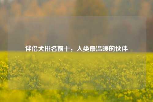 伴侣犬排名前十,人类最温暖的伙伴